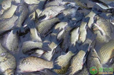 优化鲫鱼养殖 掌握科学方法，提升养殖效益与水质改良剂应用