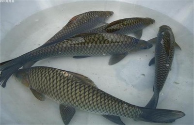 鲤鱼高产高效养殖技术详解