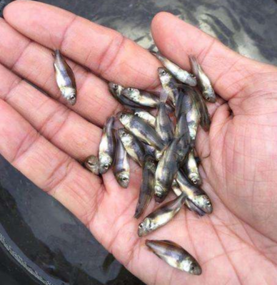 四川中华胭脂鱼（黄排鱼）养殖技术详解