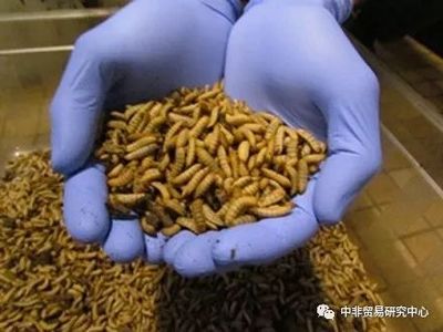 加纳开创水产养殖新纪元 首座昆虫基鱼饲料工厂与水处理剂研发双轨并行