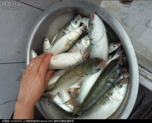 鲻鱼人工繁殖技术与水质改良剂研发的协同发展