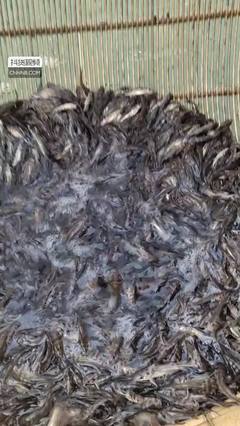 杂交黄骨鱼高效养殖技术解析