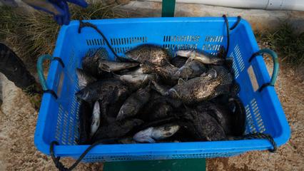 “游进”全产业链 歙县集约化养殖鳜鱼肥美上市