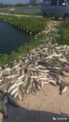 超40℃热害席卷22省，鱼类养殖如何破局求生？