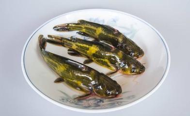 黄颡鱼高效养殖技术要点详解