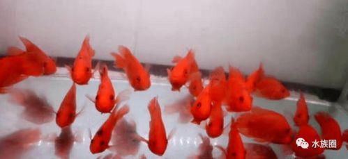 鱼友养不好观赏鱼的症结 水质改良剂背后的科学认知