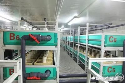 工厂化循环水养殖 鱼类养殖技术的“高大上”革命