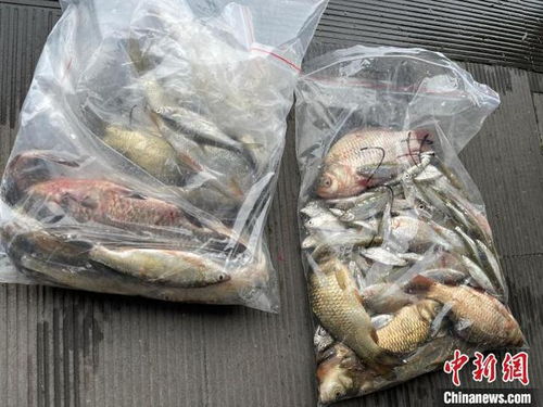 浙江杭州西湖首次系统摸底鱼类多样性，初步发现10余个品种，生态养护与养殖技术协同发展引关注