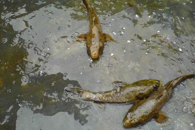 笋壳鱼高效养殖技术要点与水质管理优化策略